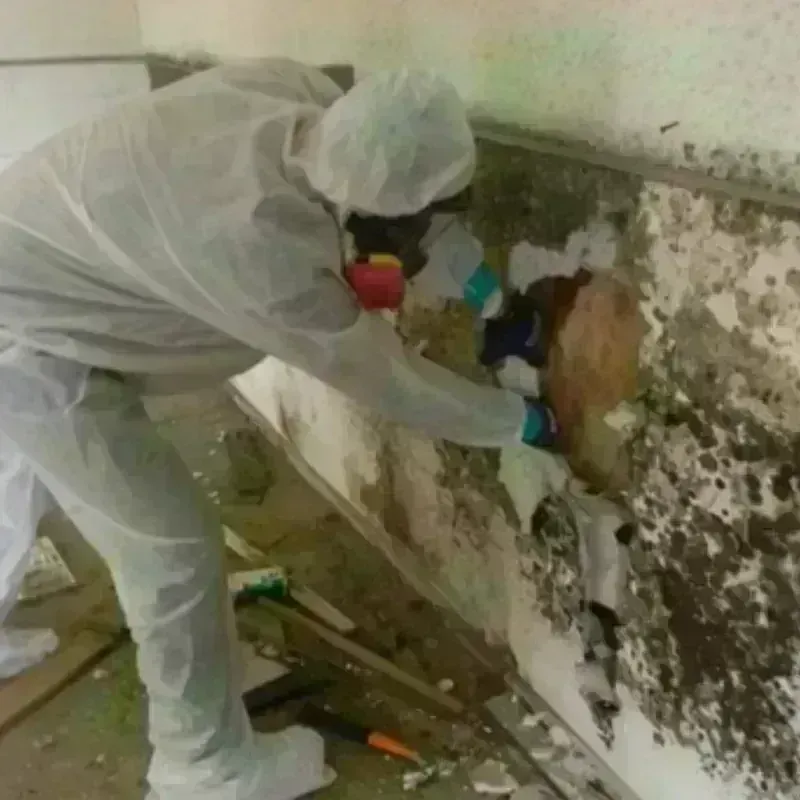 Mold Remediation and Removal in King, NC